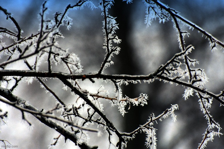 a frosty morning | image tagged in frost,tree,kewlew,nikon | made w/ Imgflip meme maker