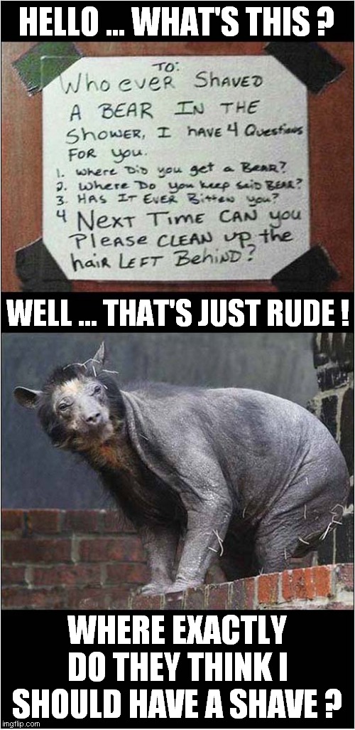 A Bears Morning Ritual Spoilt ! | HELLO ... WHAT'S THIS ? WELL ... THAT'S JUST RUDE ! WHERE EXACTLY DO THEY THINK I SHOULD HAVE A SHAVE ? | image tagged in fun,shaving,bear,shower,frontpage | made w/ Imgflip meme maker