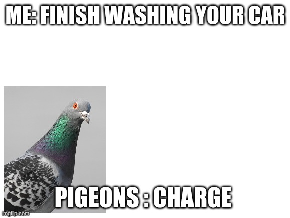 this happened to me | ME: FINISH WASHING YOUR CAR; PIGEONS : CHARGE | image tagged in blank white template | made w/ Imgflip meme maker