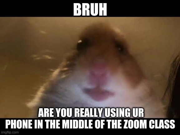 Hamster looking at camera | BRUH; ARE YOU REALLY USING UR PHONE IN THE MIDDLE OF THE ZOOM CLASS | image tagged in hamster looking at camera | made w/ Imgflip meme maker
