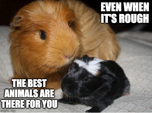 EVEN WHEN IT'S ROUGH THE BEST ANIMALS ARE THERE FOR YOU | made w/ Imgflip meme maker