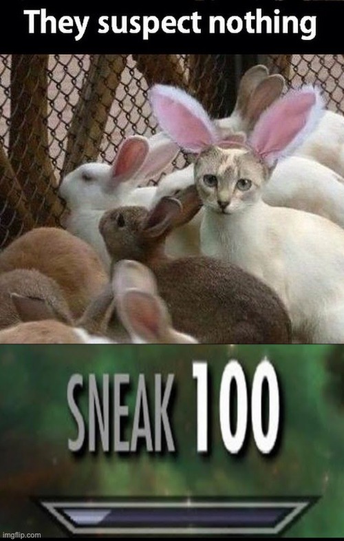 he he he | image tagged in sneak 100,bunny,cats | made w/ Imgflip meme maker