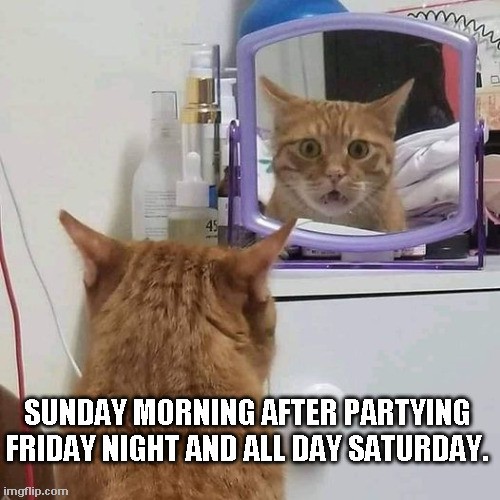 Sunday Morning | SUNDAY MORNING AFTER PARTYING FRIDAY NIGHT AND ALL DAY SATURDAY. | image tagged in cat,hangover | made w/ Imgflip meme maker
