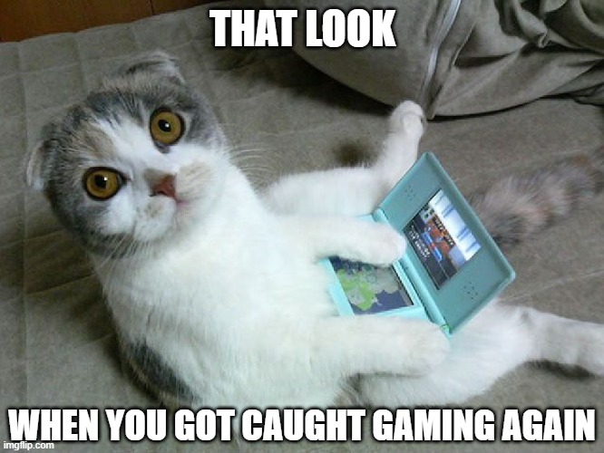 THAT LOOK; WHEN YOU GOT CAUGHT GAMING AGAIN | image tagged in cats,funny,gaming,funny cats,pets | made w/ Imgflip meme maker