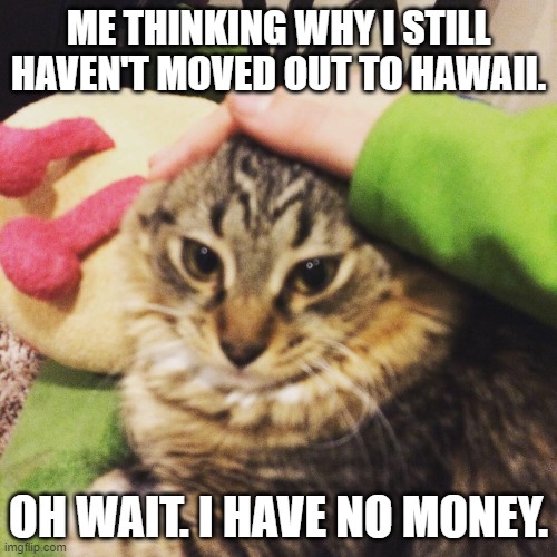 Kitty Cat | ME THINKING WHY I STILL HAVEN'T MOVED OUT TO HAWAII. OH WAIT. I HAVE NO MONEY. | image tagged in kitty cat | made w/ Imgflip meme maker