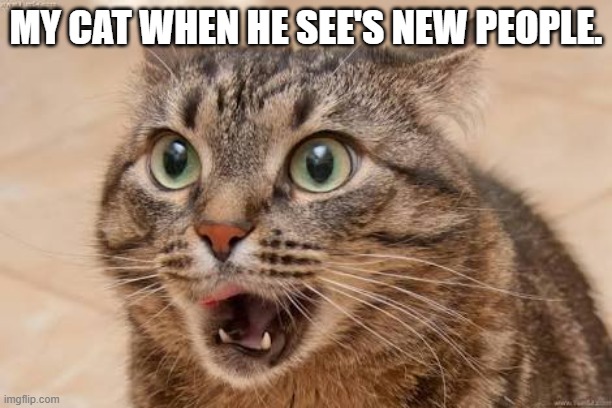 Funny cat | MY CAT WHEN HE SEE'S NEW PEOPLE. | image tagged in funny cat | made w/ Imgflip meme maker