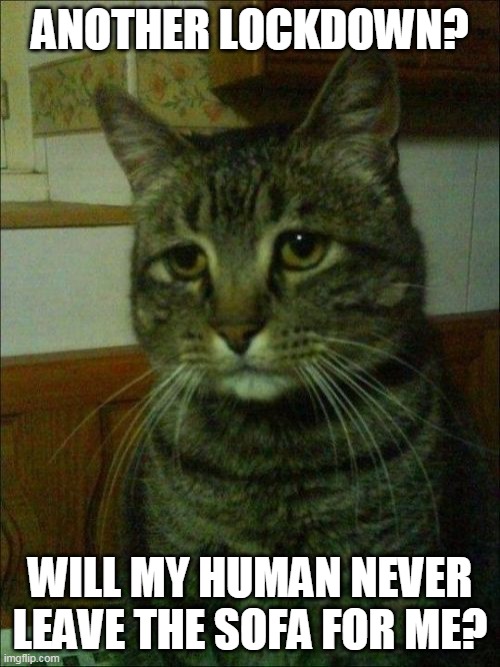 Noooo!! | ANOTHER LOCKDOWN? WILL MY HUMAN NEVER LEAVE THE SOFA FOR ME? | image tagged in memes,depressed cat,lockdown,2021,sad cat | made w/ Imgflip meme maker