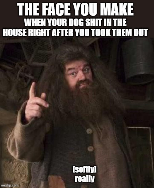*anger intensifies intensly | WHEN YOUR DOG SHIT IN THE HOUSE RIGHT AFTER YOU TOOK THEM OUT; THE FACE YOU MAKE; [softly]
really | image tagged in hagrid,maaaaaaaaaaaad | made w/ Imgflip meme maker