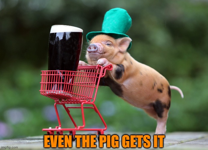 Guinness.  It's what's for dinner! | EVEN THE PIG GETS IT | image tagged in beer,guinness,pig,craft beer,i love beer,irish | made w/ Imgflip meme maker