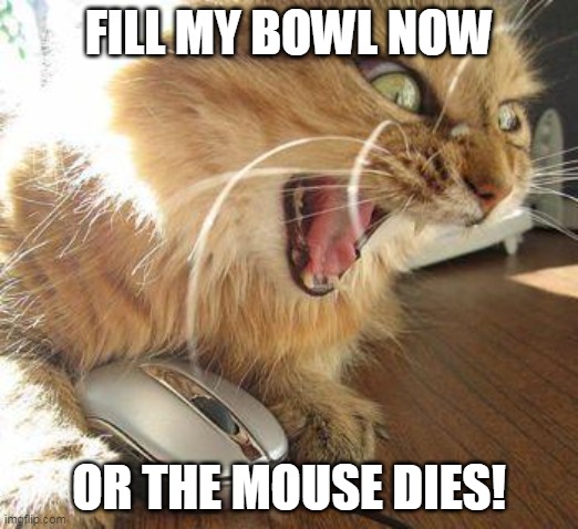 Angry and hungry | FILL MY BOWL NOW; OR THE MOUSE DIES! | image tagged in angry cat,mouse,cat,hungry,food | made w/ Imgflip meme maker