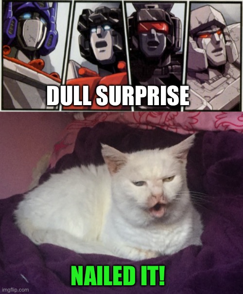 Dull Surprise Kitty | DULL SURPRISE; NAILED IT! | image tagged in transformers shocked,cat,dull surprise | made w/ Imgflip meme maker