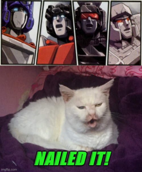 Dull Surprise | NAILED IT! | image tagged in transformers shocked,kitty cat dull surprise,cat,transformers | made w/ Imgflip meme maker