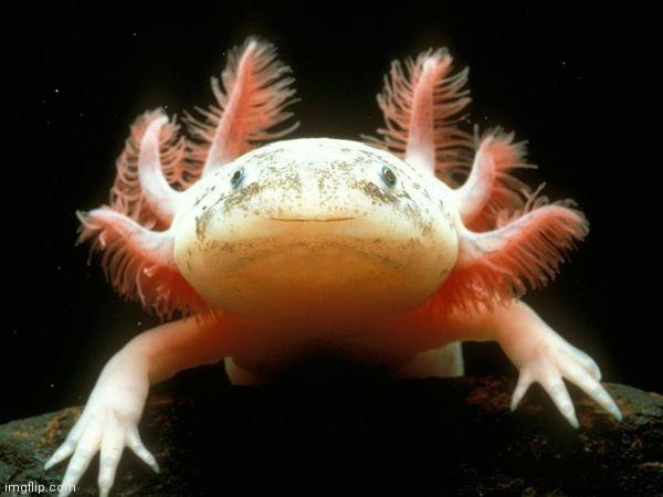 Mexican Axolotl | image tagged in mexican axolotl | made w/ Imgflip meme maker