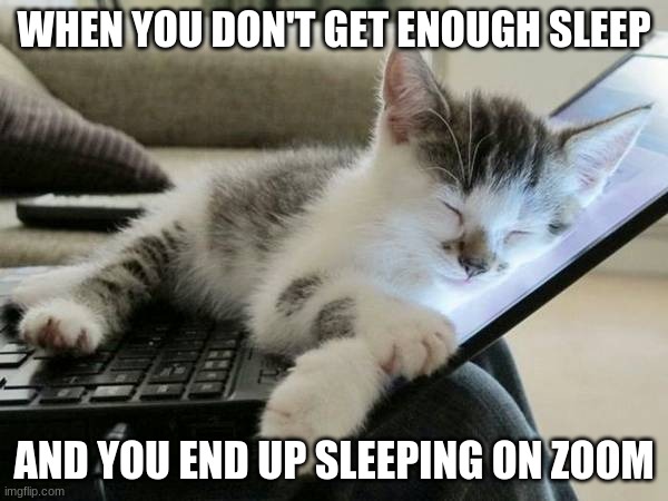 sleep meme | WHEN YOU DON'T GET ENOUGH SLEEP; AND YOU END UP SLEEPING ON ZOOM | image tagged in cat sleep computer | made w/ Imgflip meme maker
