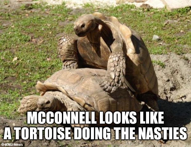 Tortoise Quickie | MCCONNELL LOOKS LIKE A TORTOISE DOING THE NASTIES | image tagged in tortoise quickie | made w/ Imgflip meme maker