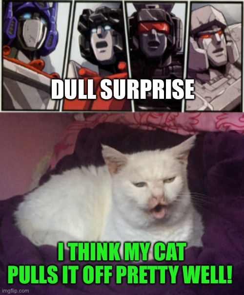 My cat | DULL SURPRISE; I THINK MY CAT PULLS IT OFF PRETTY WELL! | image tagged in transformers shocked,kitty cat dull surprise,transformers | made w/ Imgflip meme maker