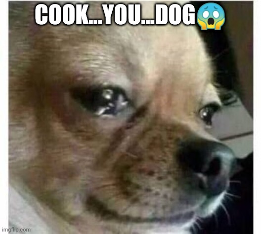 COOK...YOU...DOG? | image tagged in crying dog | made w/ Imgflip meme maker