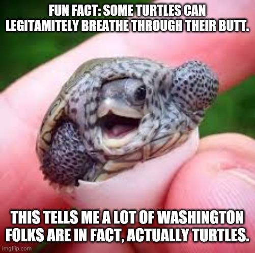 Adult Elitist Govertment Turtles - Heroes? Hacks Shills. | FUN FACT: SOME TURTLES CAN LEGITAMITELY BREATHE THROUGH THEIR BUTT. THIS TELLS ME A LOT OF WASHINGTON FOLKS ARE IN FACT, ACTUALLY TURTLES. | image tagged in tmnt,government corruption | made w/ Imgflip meme maker