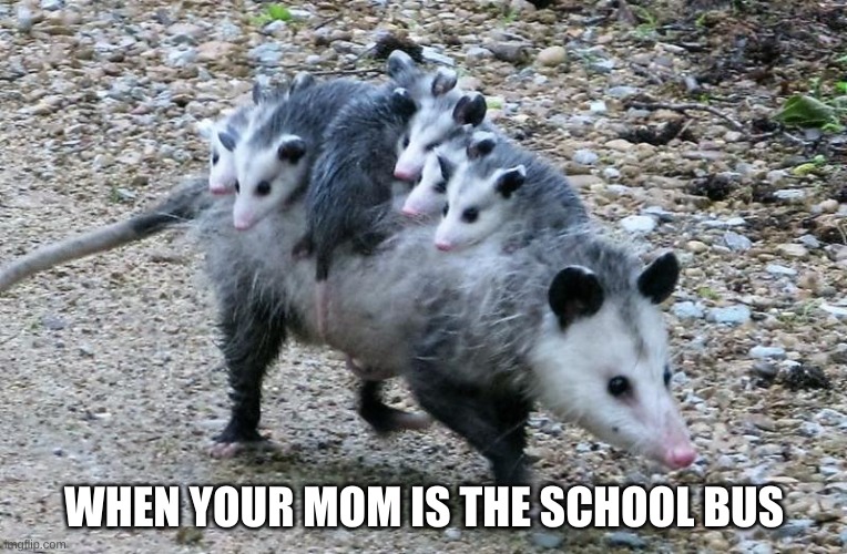 What A Good Mom! |  WHEN YOUR MOM IS THE SCHOOL BUS | image tagged in possum family,opossums,school bus,mom,babies,cute animals | made w/ Imgflip meme maker