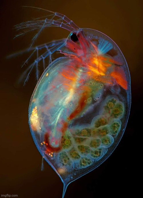 Daphne (water flea) under microscope | image tagged in amazing,tiny,creatures,awesome,pic | made w/ Imgflip meme maker