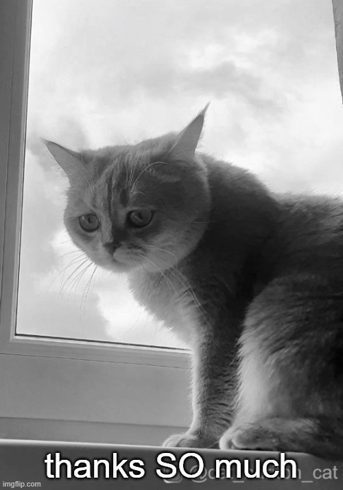 Sad cat | thanks SO much | image tagged in sad cat | made w/ Imgflip meme maker
