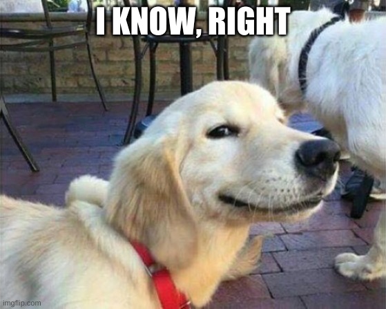 dog smiling | I KNOW, RIGHT | image tagged in dog smiling | made w/ Imgflip meme maker