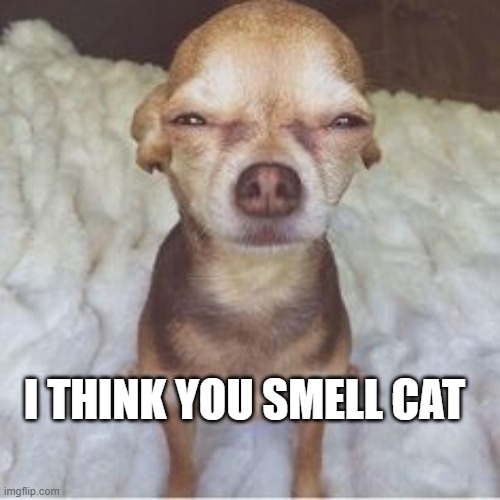 Dog squinting | I THINK YOU SMELL CAT | image tagged in dog squinting | made w/ Imgflip meme maker