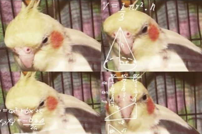 confused birb Blank Meme Template