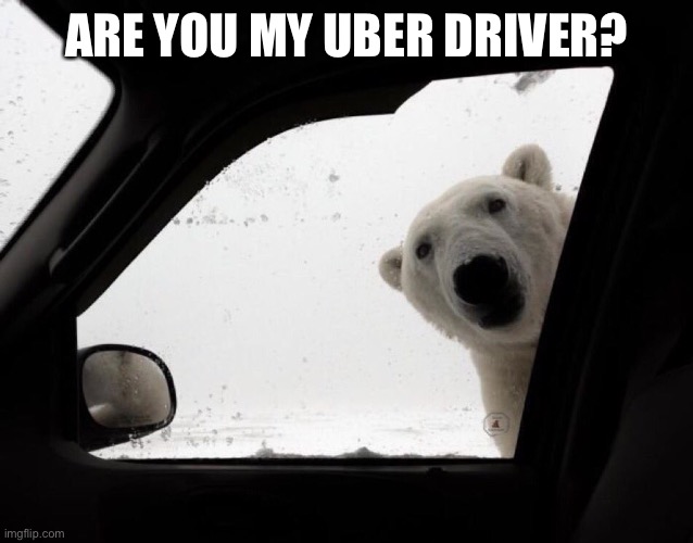 polar bear at car window | ARE YOU MY UBER DRIVER? | image tagged in polar bear at car window | made w/ Imgflip meme maker