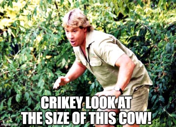 Crocodile Hunter Steve Irwin | CRIKEY LOOK AT THE SIZE OF THIS COW! | image tagged in crocodile hunter steve irwin | made w/ Imgflip meme maker