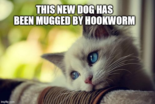 First World Problems Cat | THIS NEW DOG HAS BEEN MUGGED BY HOOKWORM | image tagged in memes,first world problems cat | made w/ Imgflip meme maker