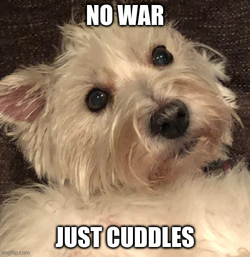 wtf | NO WAR; JUST CUDDLES | image tagged in wtf | made w/ Imgflip meme maker