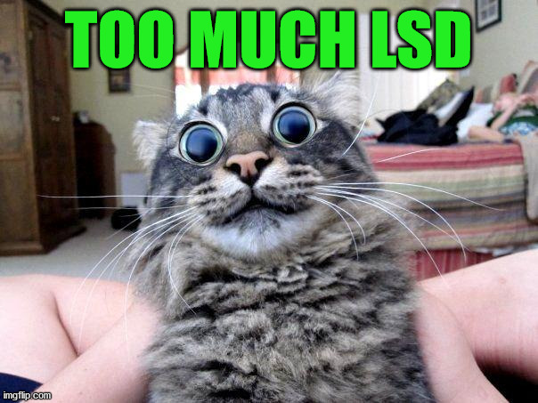 lsd cat | TOO MUCH LSD | image tagged in lsd cat | made w/ Imgflip meme maker