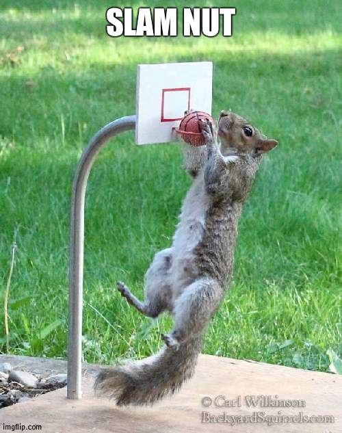 A squirrel played basketball today | SLAM NUT | image tagged in squirrel basketball,basketball | made w/ Imgflip meme maker