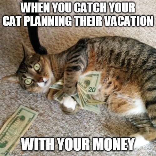 Catation | WHEN YOU CATCH YOUR CAT PLANNING THEIR VACATION; WITH YOUR MONEY | image tagged in money cat,vacation,cat,red handed | made w/ Imgflip meme maker