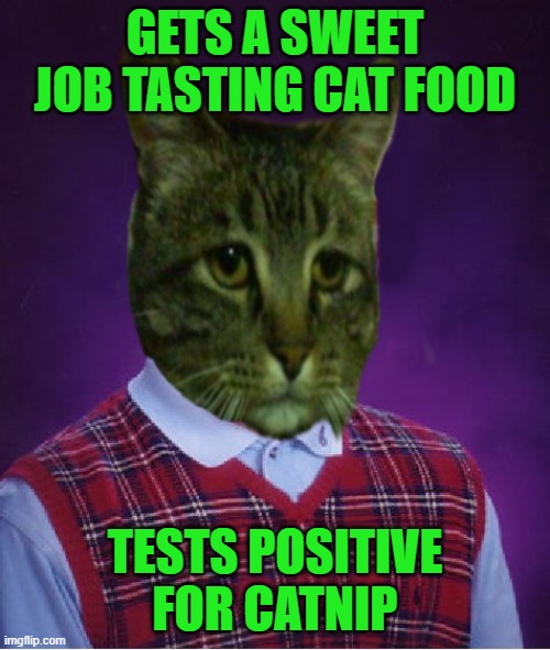 Just say NO to catnip!!! | GETS A SWEET JOB TASTING CAT FOOD; TESTS POSITIVE FOR CATNIP | image tagged in bad luck kitty,memes,catnip,funny,just say no | made w/ Imgflip meme maker