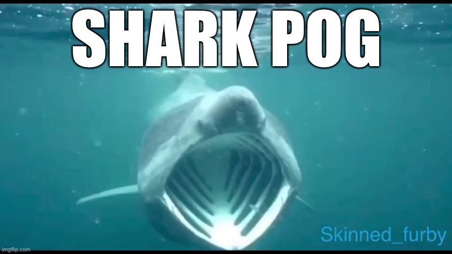 SHARK POG | made w/ Imgflip meme maker