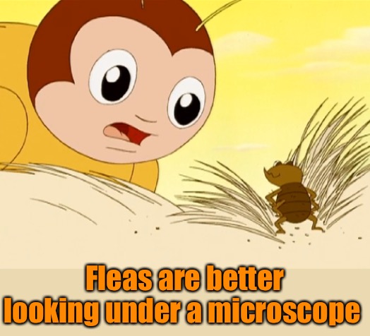 Fleas are better looking under a microscope | made w/ Imgflip meme maker