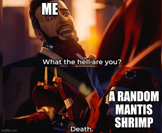 What the hell are you? Death | ME A RANDOM MANTIS SHRIMP | image tagged in what the hell are you death | made w/ Imgflip meme maker