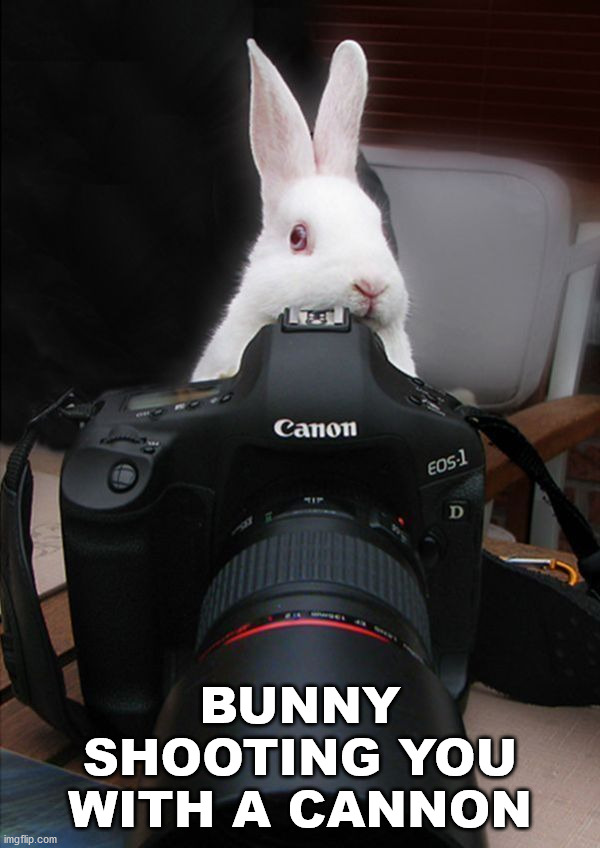 BUNNY SHOOTING YOU WITH A CANNON | image tagged in bunny | made w/ Imgflip meme maker