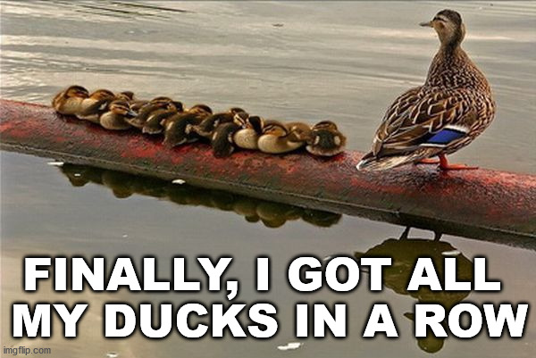 FINALLY, I GOT ALL 
MY DUCKS IN A ROW | image tagged in ducks | made w/ Imgflip meme maker