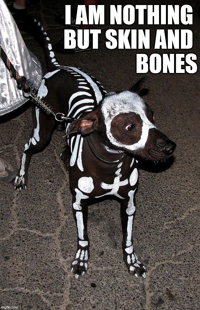 I AM NOTHING 
BUT SKIN AND 
BONES | image tagged in dogs | made w/ Imgflip meme maker