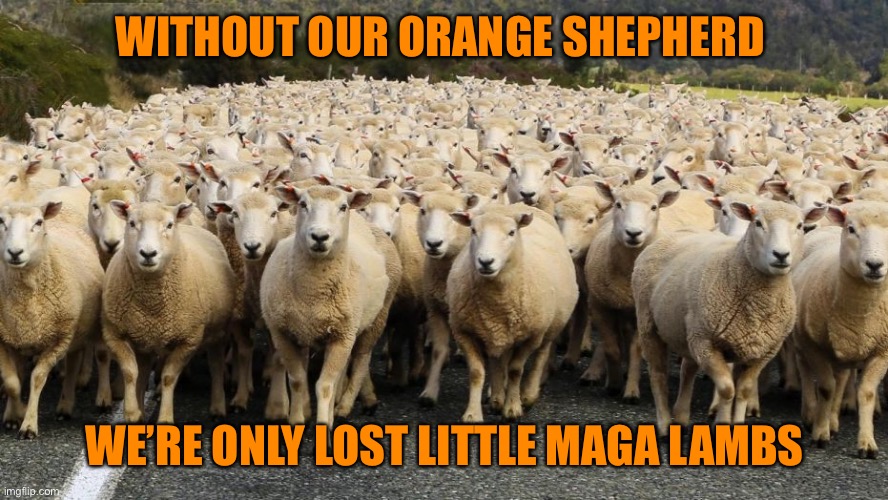 WITHOUT OUR ORANGE SHEPHERD WE’RE ONLY LOST LITTLE MAGA LAMBS | made w/ Imgflip meme maker