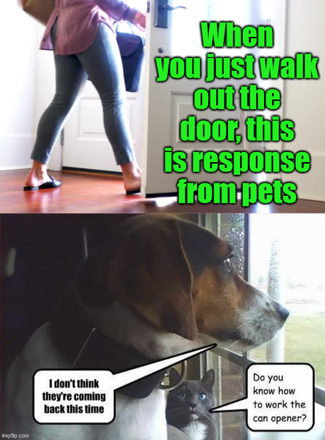 What pets think. | When you just walk out the door, this is response from pets | image tagged in pets,dogs,cats | made w/ Imgflip meme maker