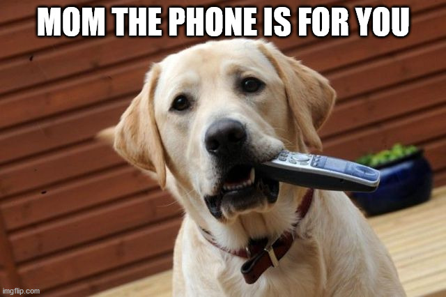 MOM THE PHONE IS FOR YOU | image tagged in dogs | made w/ Imgflip meme maker