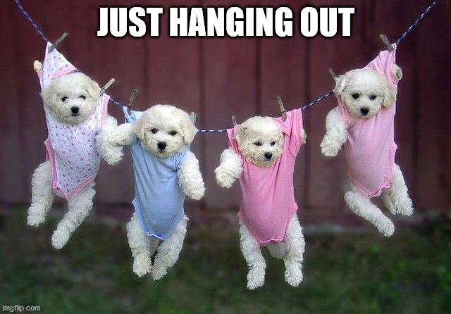 JUST HANGING OUT | image tagged in dogs | made w/ Imgflip meme maker