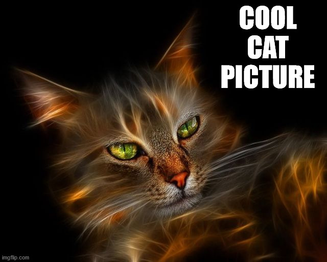 COOL CAT PICTURE | image tagged in cats | made w/ Imgflip meme maker
