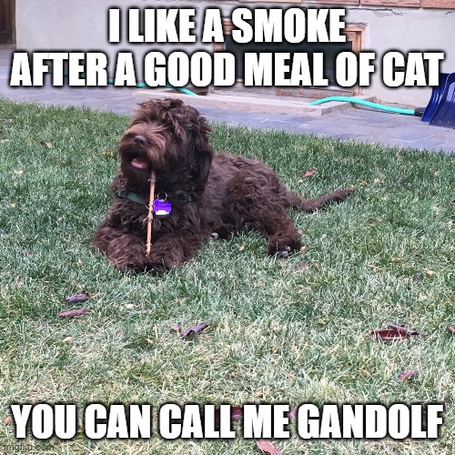 Dog chewing stick | I LIKE A SMOKE AFTER A GOOD MEAL OF CAT YOU CAN CALL ME GANDOLF | image tagged in dog chewing stick | made w/ Imgflip meme maker