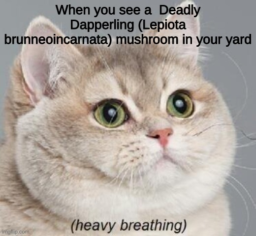 Heavy Breathing Cat | When you see a  Deadly Dapperling (Lepiota brunneoincarnata) mushroom in your yard | image tagged in memes,heavy breathing cat | made w/ Imgflip meme maker