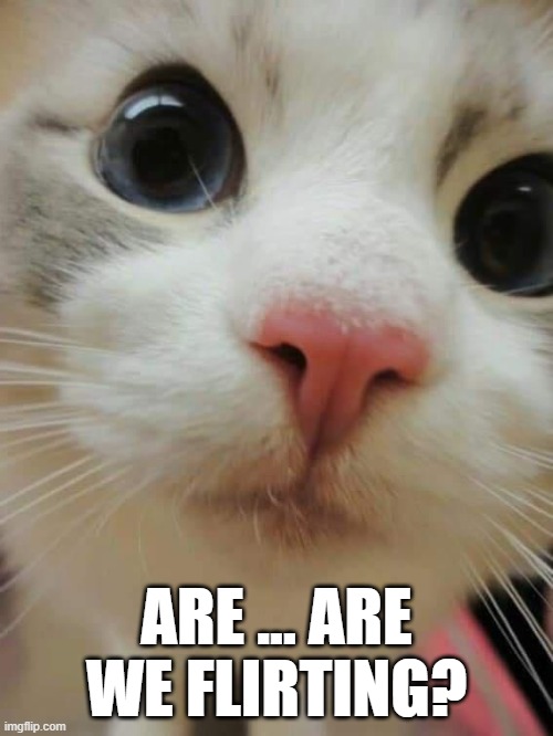 Reaction meme | ARE ... ARE WE FLIRTING? | image tagged in cat,cats,reaction,flirting | made w/ Imgflip meme maker